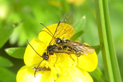 Réf. 256 924 : Cephus pygmaeus